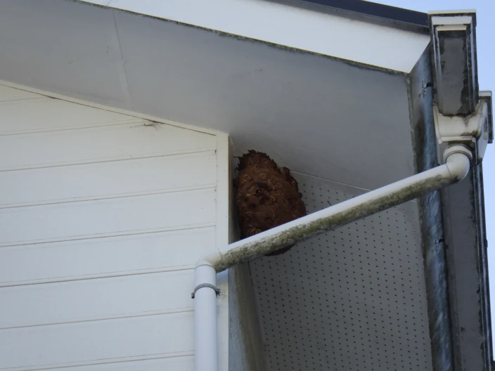 スズメバチの巣を確認