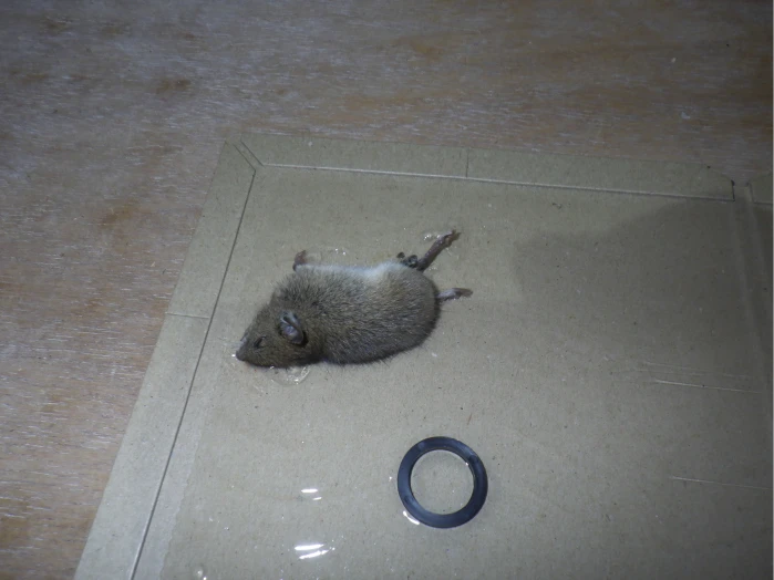 ネズミ捕獲
